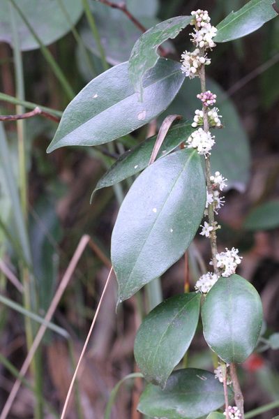 Ilex memecylifolia, photographed by Agnes Trekker