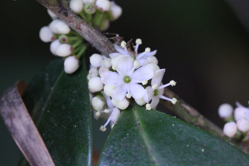 Ilex memecylifolia, photographed by Agnes Trekker