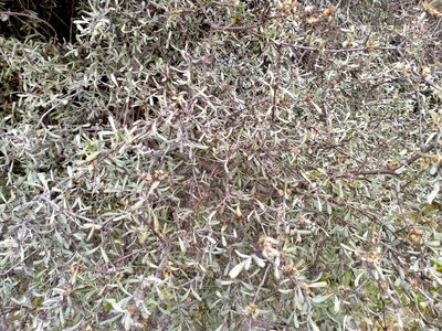 Olearia odorata, photographed by John Barkla