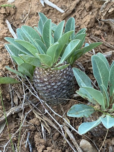 Euphorbia bupleurifolia, photographed by Dave U