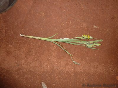 Hypoxis rigidula, photographed by Andrew Hankey