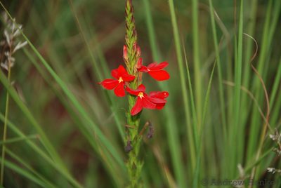 Striga elegans, photographed by Andrew Hankey