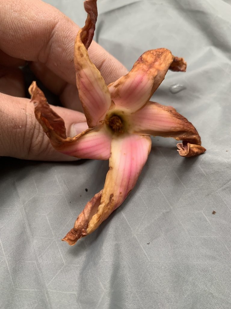 Dipterocarpus grandiflorus, photographed by Adam Kamal