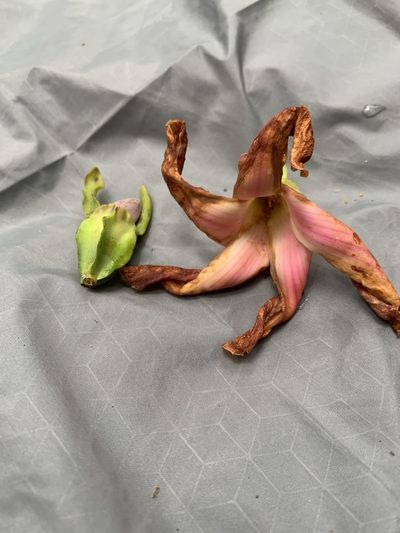 Dipterocarpus grandiflorus, photographed by Adam Kamal