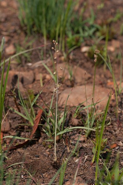 Urginavia multisetosa, photographed by Andrew Hankey