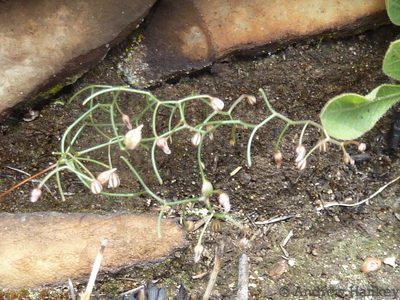 Schizobasis intricata, photographed by Andrew Hankey
