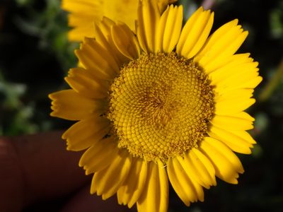 Coleostephus myconis, photographed by Carminda Santos