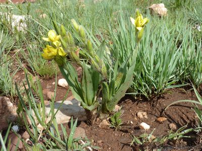 Hypoxis galpinii, photographed by Andrew Hankey