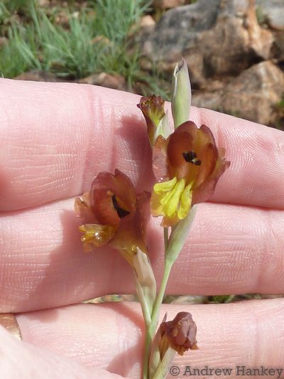 Gladiolus woodii, photographed by Andrew Hankey