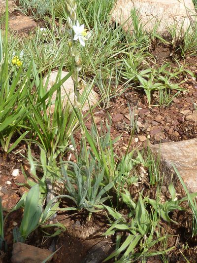 Chlorophytum transvaalense, photographed by Andrew Hankey