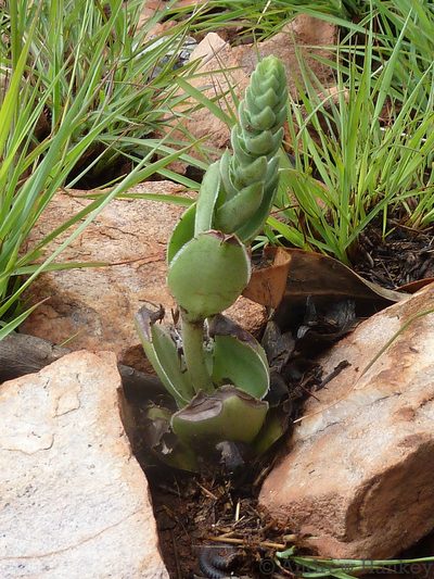 Crassula nodulosa, photographed by Andrew Hankey