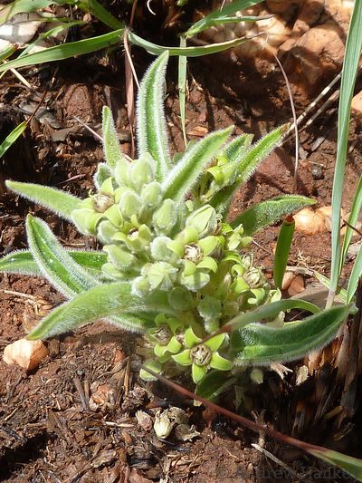 Raphionacme galpinii, photographed by Andrew Hankey