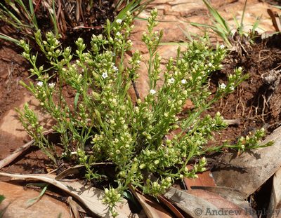 Thesium transvaalense, photographed by Andrew Hankey