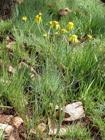 Senecio scitus, photographed by Andrew Hankey