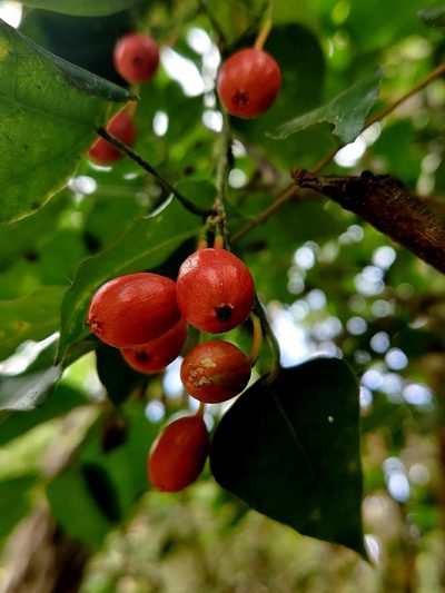 Erythropalum scandens, photographed by Chayant Gonsalves