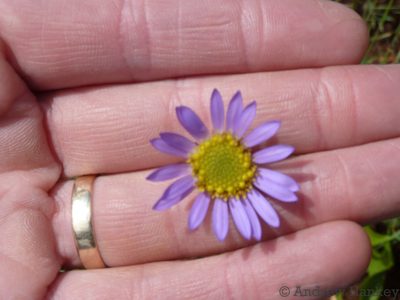 Afroaster serrulatus, photographed by Andrew Hankey