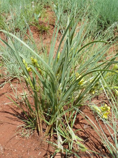 Hypoxis acuminata, photographed by Andrew Hankey