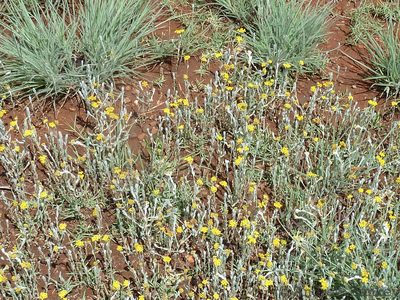 Helichrysum auronitens, photographed by Andrew Hankey