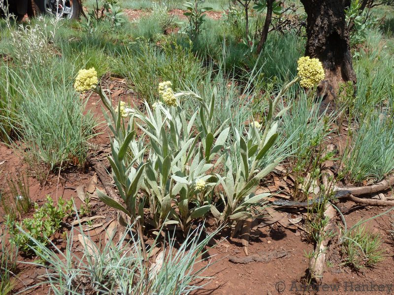 Helichrysum dasymallum, photographed by Andrew Hankey