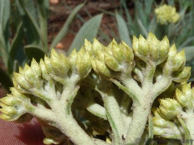 Helichrysum dasymallum, photographed by Andrew Hankey