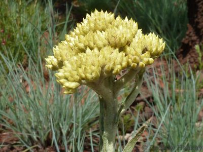 Helichrysum dasymallum, photographed by Andrew Hankey