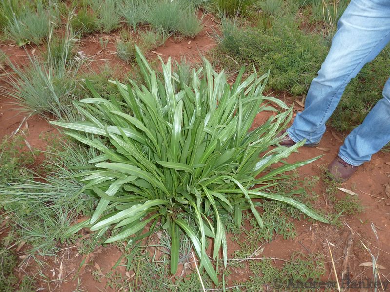 Senecio inornatus, photographed by Andrew Hankey
