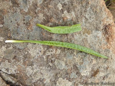 Ledebouria cooperi, photographed by Andrew Hankey