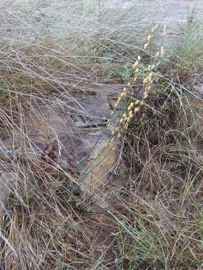Zulusia edwardsii, photographed by Andrew Hankey