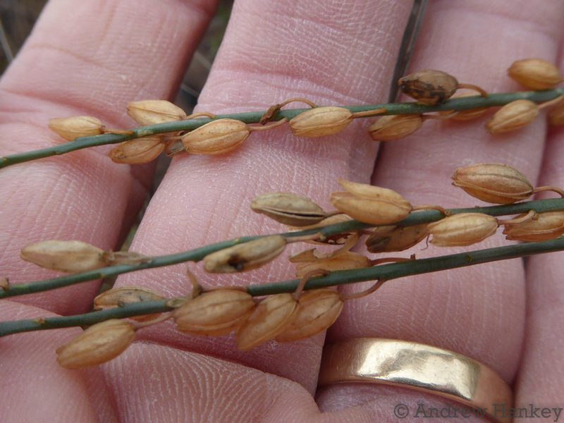 Zulusia edwardsii, photographed by Andrew Hankey