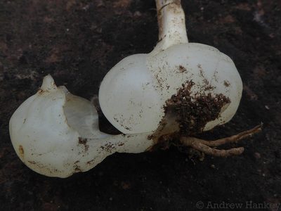 Zulusia edwardsii, photographed by Andrew Hankey
