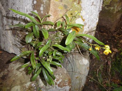 Polystachya pubescens, photographed by Andrew Hankey