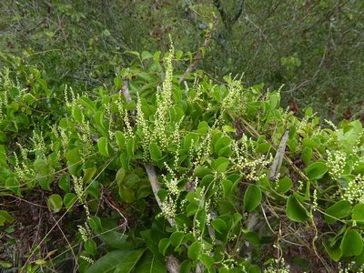 Dioscorea cotinifolia, photographed by Andrew Hankey