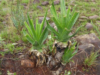 Aloe boylei, photographed by Andrew Hankey