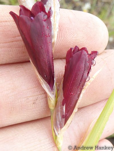 Dierama reynoldsii, photographed by Andrew Hankey
