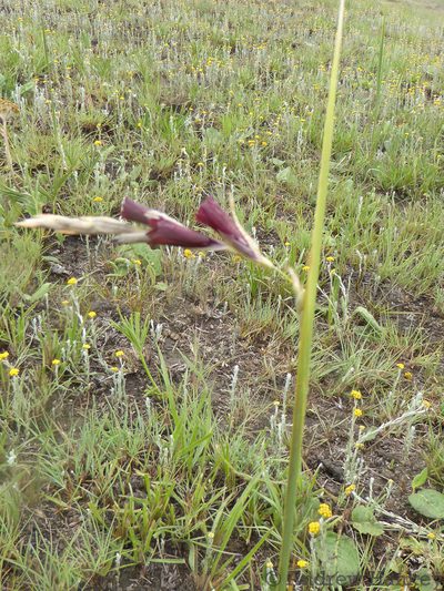 Dierama reynoldsii, photographed by Andrew Hankey
