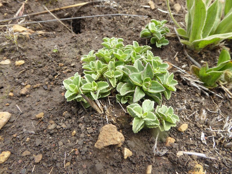 Coleus pentheri, photographed by Andrew Hankey