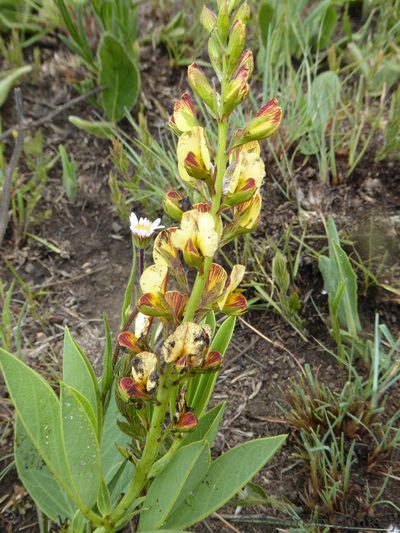 Argyrolobium robustum, photographed by Andrew Hankey