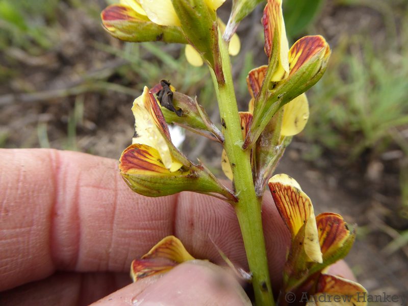 Argyrolobium robustum, photographed by Andrew Hankey