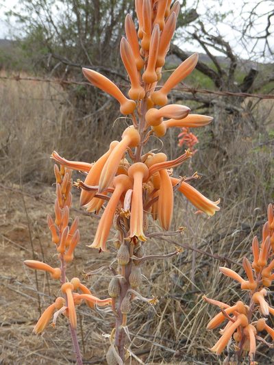 Aloe vanrooyenii, photographed by Andrew Hankey