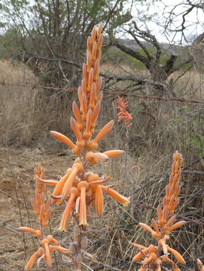 Aloe vanrooyenii, photographed by Andrew Hankey