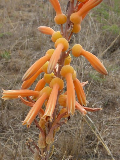 Aloe vanrooyenii, photographed by Andrew Hankey