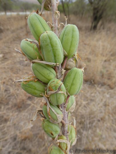 Aloe vanrooyenii, photographed by Andrew Hankey