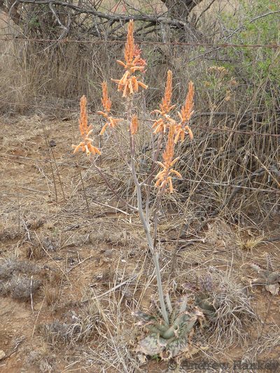 Aloe vanrooyenii, photographed by Andrew Hankey