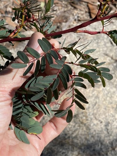 Acacia latisepala, photographed by Greg Tasney