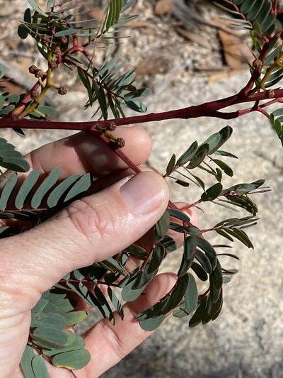 Acacia latisepala, photographed by Greg Tasney