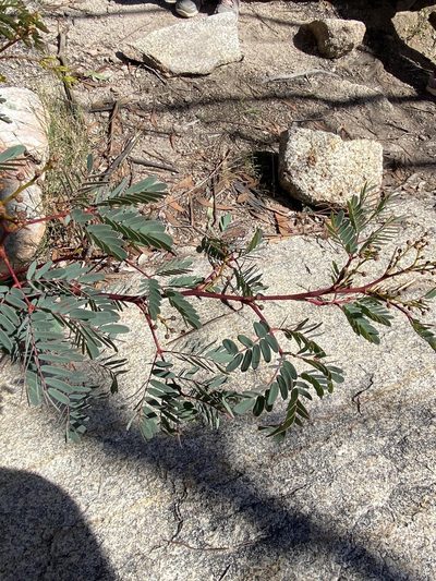 Acacia latisepala, photographed by Greg Tasney