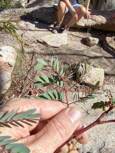 Acacia latisepala, photographed by Greg Tasney
