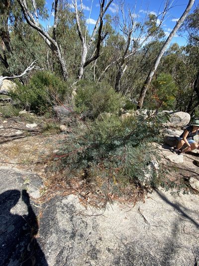 Acacia latisepala, photographed by Greg Tasney