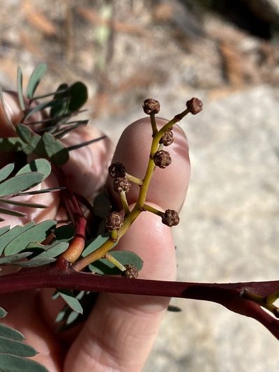 Acacia latisepala, photographed by Greg Tasney