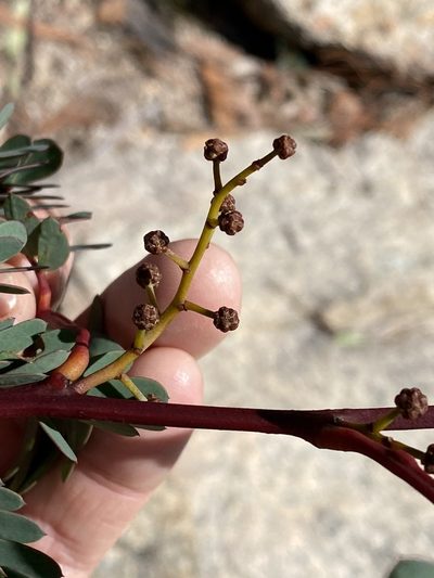 Acacia latisepala, photographed by Greg Tasney